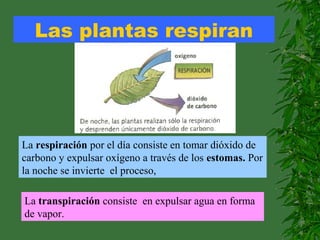 Las plantas respiran
La respiración por el día consiste en tomar dióxido de
carbono y expulsar oxígeno a través de los estomas. Por
la noche se invierte el proceso,
La transpiración consiste en expulsar agua en forma
de vapor.
 