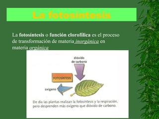 La fotosíntesis
La fotosíntesis o función clorofílica es el proceso
de transformación de materia inorgánica en
materia orgánica
 