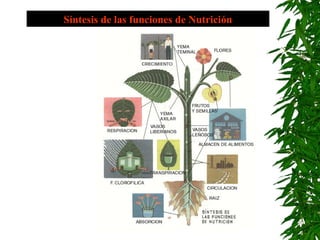 Síntesis de las funciones de Nutrición
 