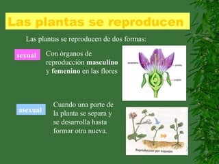 Las plantas se reproducen
Las plantas se reproducen de dos formas:
sexual Con órganos de
reproducción masculino
y femenino en las flores
asexual
Cuando una parte de
la planta se separa y
se desarrolla hasta
formar otra nueva.
 