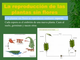 La reproducción de las
plantas sin flores
Las plantas sin flores se reproducen mediante esporas.
Cada espora es el embrión de una nueva planta. Caen al
suelo, germinan y nacen otras
 