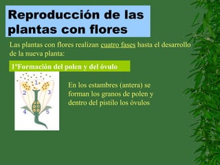 Reproducción de las
plantas con flores
Las plantas con flores realizan cuatro fases hasta el desarrollo
de la nueva planta:
1ºFormación del polen y del óvulo
En los estambres (antera) se
forman los granos de polen y
dentro del pistilo los óvulos
 