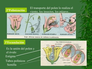 2ºPolinización
El transporte del polen lo realiza el
viento, los insectos, los pájaros...
3ºFecundación
Es la unión del polen y
el óvulo
Estigma
Tubos polínicos
Semilla
 