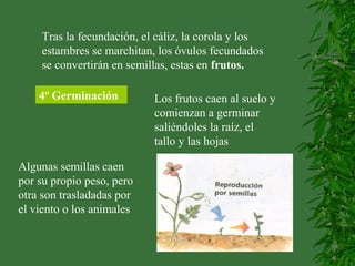 Tras la fecundación, el cáliz, la corola y los
estambres se marchitan, los óvulos fecundados
se convertirán en semillas, estas en frutos.
4º Germinación Los frutos caen al suelo y
comienzan a germinar
saliéndoles la raíz, el
tallo y las hojas
Algunas semillas caen
por su propio peso, pero
otra son trasladadas por
el viento o los animales
 