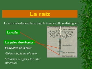 La raíz
La raíz suele desarrollarse bajo la tierra en ella se distinguen:
La cofia
Los pelos absorbentes
Funciones de la raíz:
•Sujetar la planta al suelo.
•Absorber el agua y las sales
minerales
 