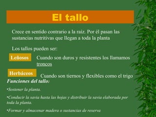 El tallo
Crece en sentido contrario a la raíz. Por él pasan las
sustancias nutritivas que llegan a toda la planta
Los tallos pueden ser:
Leñosos Cuando son duros y resistentes los llamamos
troncos
Herbáceos
Cuando son tiernos y flexibles como el trigo
Funciones del tallo:
•Sostener la planta.
•Conducir la savia hasta las hojas y distribuir la savia elaborada por
toda la planta.
•Formar y almacenar madera o sustancias de reserva
 