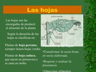 Las hojas
Las hojas son las
encargadas de producir
el alimento de la planta
Según la duración de las
hojas se clasifican en:
Plantas de hoja perenne,
siempre tienen hojas verdes
Plantas de hoja caduca,
que nacen en primavera y
se caen en otoño.
Funciones de las hojas:
•Transformar la savia bruta
en savia elaborada.
•Respirar y realizar la
fotosíntesis
•
 