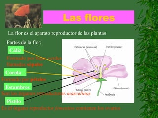 Las flores
La flor es el aparato reproductor de las plantas
Partes de la flor:
Cáliz
Formado por hojas verdes
llamadas sépalos
Corola
Formado por pétalos
Estambres
Son los órganos reproductores masculinos
Pistilo
Es el órgano reproductor femenino contienen los ovarios
 