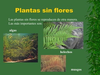 Plantas sin flores
Las plantas sin flores se reproducen de otra manera.
Las más importantes son:
algas
musgos
helechos
 