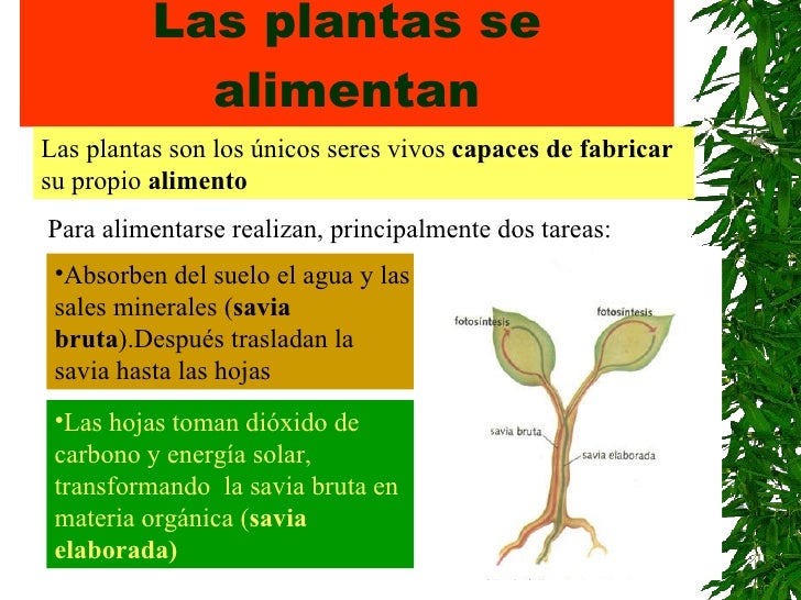 Las Plantas T 3