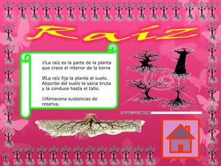 La raíz es la parte de la planta
que crece el interior de la tierra
La raíz fija la planta al suelo.
Absorbe del suelo la savia bruta
y la conduce hasta el tallo.
Almacena sustancias de
reserva.

 