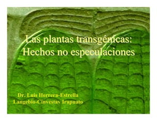 Las plantas transgénicas:
   Hechos no especulaciones


 Dr. Luis Herrera-Estrella
Langebio-Cinvestav Irapuato
 