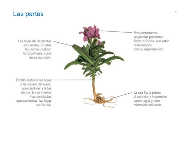 Las Plantas Y La Funciones De Sus Partes