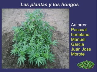 Las plantas y los hongos Autores: Pascual hortelano Manuel Garcia Juán Jose Morote 