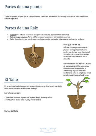 4 
Partes de una planta 
Todas las plantas, al igual que el cuerpo humano, tienen sus partes bien definidas y cada una de ...