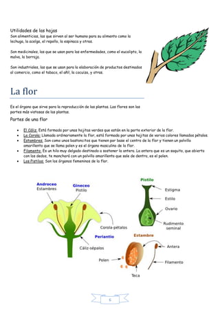 6 
Utilidades de las hojas Son alimenticias, las que sirven al ser humano para su alimento como la lechuga, la acelga, el ...