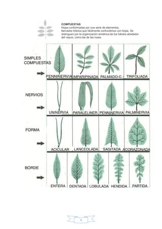 9 
COMPUESTAS Hojas conformadas por una serie de elementos, llamados foliolos,que fácilmente confundimos con hojas. Se dis...