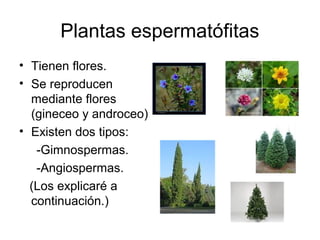 Plantas espermatófitas
• Tienen flores.
• Se reproducen
  mediante flores
  (gineceo y androceo)
• Existen dos tipos:
   -...