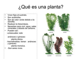 ¿Qué es una planta?
•  Viven fijas al sustrato.
•  Son autótrofas.
•  Son de color verde debido a la
   clorofila.
• Reali...