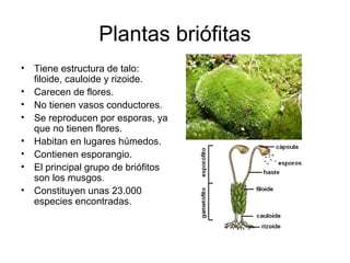 Plantas briófitas
• Tiene estructura de talo:
  filoide, cauloide y rizoide.
• Carecen de flores.
• No tienen vasos conduc...
