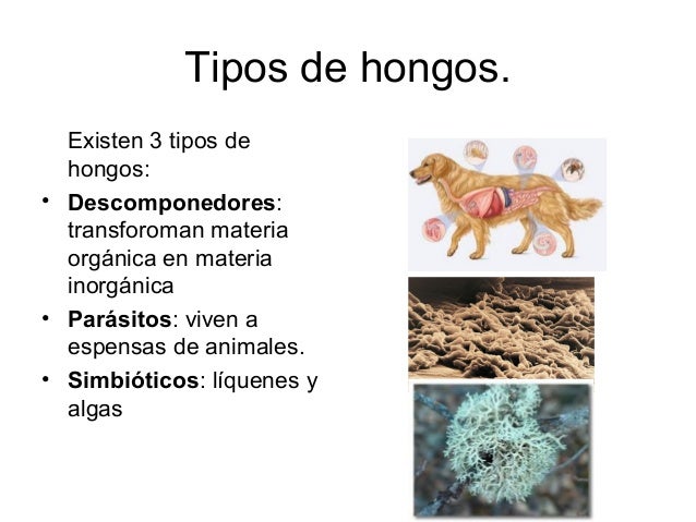 Las lombrices las cabezas de pez