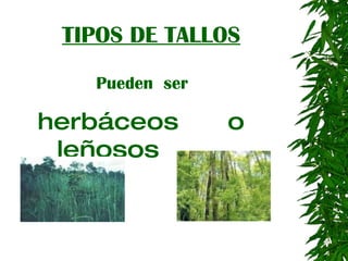 TIPOS DE TALLOS Pueden  ser herbáceos  o  leñosos 
