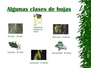 Algunas clases de hojas Acicular  - El pino Lobulada  –  El roble Compuesta  –  Casta ñ o de indias Aserrada  –  El abedul Acorazonada  –  El chopo Lanceolada  –  El abedul 