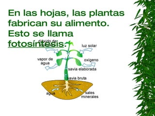 En las hojas, las plantas fabrican su alimento. Esto se llama  fotosíntesis . 