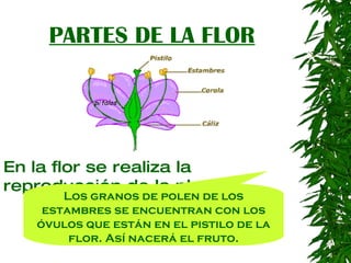 PARTES DE LA FLOR En la flor se realiza la reproducción de la planta: Los granos de polen de los estambres se encuentran con los óvulos que están en el pistilo de la flor. Así nacerá el fruto. p é talos 