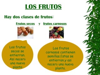 LOS FRUTOS Hay dos clases de frutos : Frutos secos   y  frutos carnosos Los frutos secos se entierran. As í  nacer á  una nueva planta Los frutos carnosos contienen semillas. É stas se entierran,y as í  nacer á  una nueva planta. 