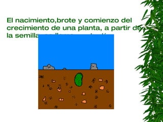 El nacimiento,brote y comienzo del crecimiento de una planta, a partir de la semilla, se llama  germinación . 