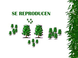 SE REPRODUCEN 