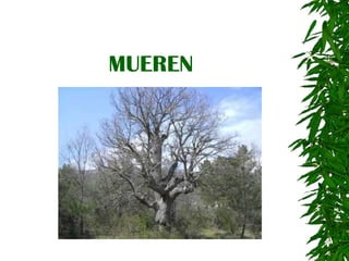 MUEREN 