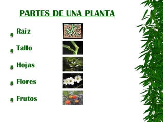 PARTES DE UNA PLANTA Raíz Tallo Hojas Flores Frutos 