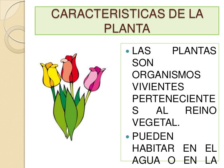 Las plantas y sus partes