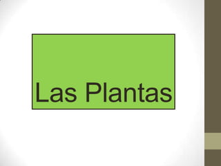 Las Plantas

 