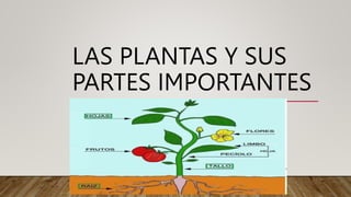 LAS PLANTAS Y SUS
PARTES IMPORTANTES
 