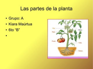 Las partes de la planta
● Grupo: A
● Kiara Maúrtua
● 6to “B”
●
 
