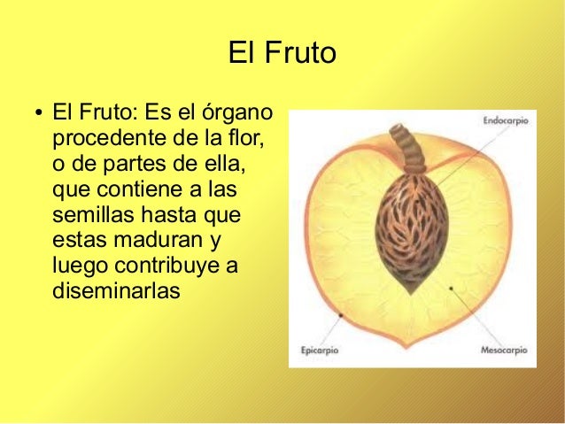 Las plantas y sus partes kiara