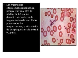 • Son fragmentos
citoplasmáticos pequeños,
irregulares y carentes de
núcleo, de 2-3 µm de
diámetro, derivados de la
fragmentación de sus células
precursoras, los
megacariocitos; la vida media
de una plaqueta oscila entre 8
y 12 días.
