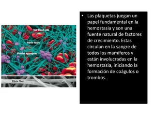 • Las plaquetas juegan un
papel fundamental en la
hemostasia y son una
fuente natural de factores
de crecimiento. Estas
circulan en la sangre de
todos los mamíferos y
están involucradas en la
hemostasia, iniciando la
formación de coágulos o
trombos.