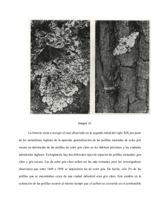 Imagen n1
La historia viene a recoger el caso observado en la segunda mitad del siglo XIX por parte
de los naturalistas ingleses de la aparente generalización de las polillas moteadas de color gris
oscuro en detrimento de las polillas de color gris claro en los hábitats próximos a las ciudades
industriales inglesas. En Inglaterra hay dos diferentes tipos de especies de polillas moteadas: gris
claro y gris oscuro. Las de color gris claro solían ser las más comunes, pero los investigadores
observaron que entre 1848 y 1898 se impusieron las de color gris. De hecho, sólo 2% de las
polillas que se encontraban cerca de una ciudad industrial eran gris claro. Este cambio en la
coloración de las polillas ocurrió al mismo tiempo que el carbón se convertía en el combustible
 