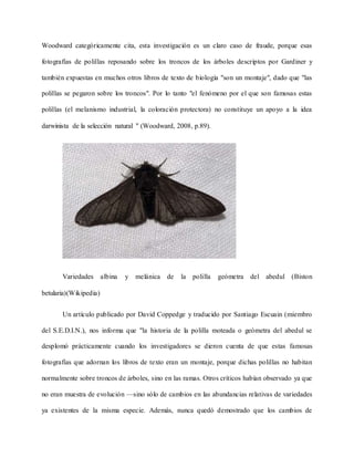 Woodward categóricamente cita, esta investigación es un claro caso de fraude, porque esas
fotografías de polillas reposando sobre los troncos de los árboles descriptos por Gardiner y
también expuestas en muchos otros libros de texto de biología "son un montaje", dado que "las
polillas se pegaron sobre los troncos". Por lo tanto "el fenómeno por el que son famosas estas
polillas (el melanismo industrial, la coloración protectora) no constituye un apoyo a la idea
darwinista de la selección natural " (Woodward, 2008, p.89).
Variedades albina y melánica de la polilla geómetra del abedul (Biston
betularia)(Wikipedia)
Un artículo publicado por David Coppedge y traducido por Santiago Escuain (miembro
del S.E.D.I.N.), nos informa que "la historia de la polilla moteada o geómetra del abedul se
desplomó prácticamente cuando los investigadores se dieron cuenta de que estas famosas
fotografías que adornan los libros de texto eran un montaje, porque dichas polillas no habitan
normalmente sobre troncos de árboles, sino en las ramas. Otros críticos habían observado ya que
no eran muestra de evolución —sino sólo de cambios en las abundancias relativas de variedades
ya existentes de la misma especie. Además, nunca quedó demostrado que los cambios de
 