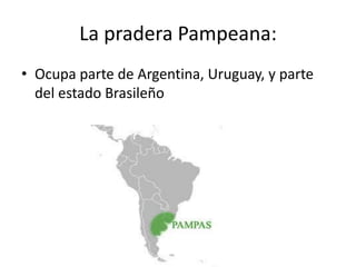 La pradera Pampeana:
• Ocupa parte de Argentina, Uruguay, y parte
  del estado Brasileño
 