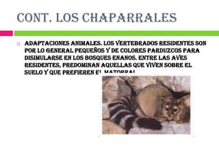 CONT. LOS CHAPARRALES
   Adaptaciones Animales. Los vertebrados residentes son
    por lo general pequeños y de colores parduzcos para
    disimularse en los bosques enanos. Entre las aves
    residentes, predominan aquellas que viven sobre el
    suelo y que prefieren el matorral.
 