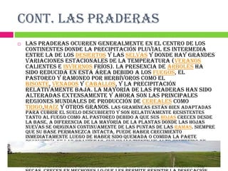 CONT. LAS PRADERAS
   Las praderas ocurren generalmente en el centro de los
    continentes donde la precipitación pluvial es intermedia
    entre la de los desiertos y las selvas y donde hay grandes
    variaciones estacionales de la temperatura (veranos
    calientes e inviernos fríos). La presencia de árboles ha
    sido reducida en esta área debido a los fuegos, el
    pastoreo y ramoneo por herbívoros como el
    bisonte, venados y caballos, y la precipitación
    relativamente baja. La mayoría de las praderas han sido
    alteradas extensamente y ahora son las principales
    regiones mundiales de producción de cereales como
    trigo,maíz y otros granos. Las gramíneas están bien adaptadas
    para cubrir el suelo descubierto y son relativamente resistentes
    tanto al fuego como al pastoreo debido a que sus hojas crecen desde
    la base, a diferencia de la mayoría de la plantas donde las hojas
    nuevas se originan continuamente de las puntas de las ramas. Siempre
    que su base permanezca intacta, puede haber crecimiento
    inmediatamente luego de haber sido quemada o comida la parte
    productiva de las gramíneas. Sus hojas tienen un alto contenido de
    sílice que desgasta los dientes de los animales que pastorean, y
    algunas especies no gramíneas son altamente tóxicas para los
    herbívoros. La mayoría de las gramíneas proliferan por medio de
    estolones, tallos subterráneos horizontales y que producen nuevas
    hojas a intervalos regulares. Otras, especialmente en áreas más
 