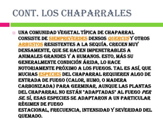 CONT. LOS CHAPARRALES
   Una comunidad vegetal típica de chaparral
    consiste de siempreverdes densos Quercus y otros
    arbustos resistentes a la sequía. Crecen muy
    densamente, que se hacen impenetrables a
    animales grandes y a humanos. Esto, más su
    generalmente condición árida, lo hace
    notoriamente próximo a los fuegos. Tal es así, que
    muchas especies del chaparral requieren algo de
    entrada de fuego (calor, humo, o madera
    carbonizada) para germinar, aunque las plantas
    del chaparral no están "adaptadas" al fuego per
    se. Sí, esas especies se adaptaron a un particular
    régimen de fuego
    estacional, frecuencia, intensidad y severidad del
    quemado.
 