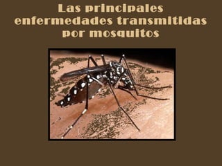 Las principales enfermedades transmitidas por mosquitos 