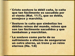 Cristo sostuvo la débil caña, la caña
 que tan fácilmente es sacudida por
 el viento (Mat. 11:7), que se dobla,
 envejece y marchita.
Sostuvo la caña que simboliza los
 débiles reinos del mundo, reinos que
 son tan fácilmente sacudidos y que
 tambalean y marchitan.
La sostuvo como parte de su
 sufrimiento a efectos de asegurarse
 un cetro eterno, un trono y un reino
 eternos (He. 1:8)
 