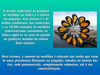 O método tradicional de produção
 de mexilhão na Galiza é o cultivo
 em jangadas. Este sistema é o de
melhor rendimento, dos conhecidos,
e as 240.000 toneladas de mexilhão
  comercializados anualmente na
Galiza supõe-se ser mais de metade
  da produção mundial da cultura
          deste molusco.



Neste sistema, a semente do mexilhão é colocada nas cordas que caem
de umas plataformas flutuantes ou jangadas, situadas no interior das
    rias, onde permanecerão, completamente submersas, até à sua
                          comercialização.
 